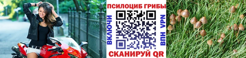 Псилоцибиновые грибы Psilocybe  Купить закладки  Инта 